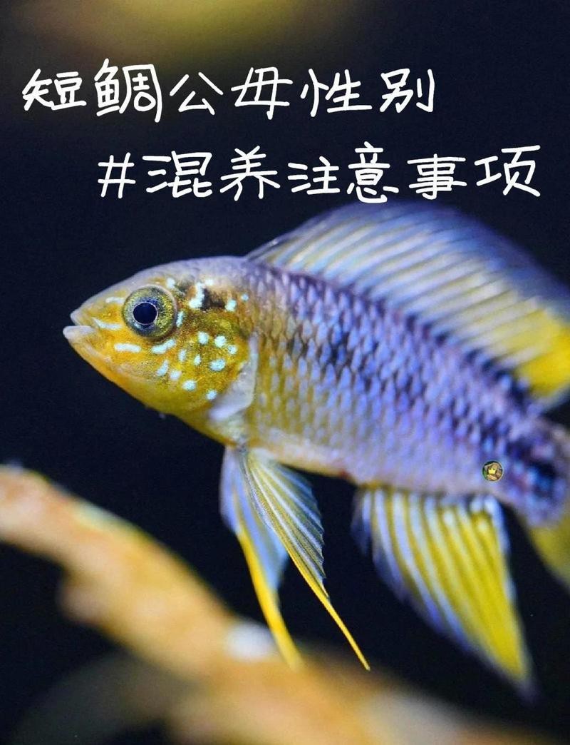 食土鯛公母發色一樣嗎為什么