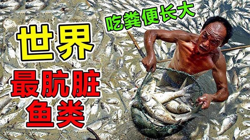 十大最臟的淡水魚排名