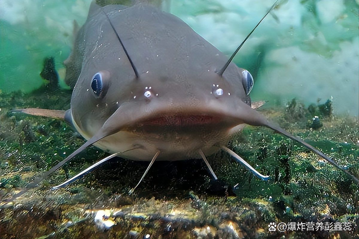 十大最臟的淡水魚排名