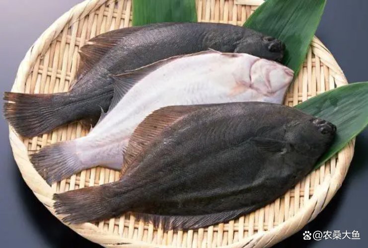 鰈魚是否叫鴉片魚