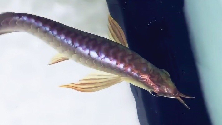 魚缸過濾器選購指南:自制魚缸過濾器魚缸上置過濾器對于養魚愛好者的必備知識 養銀龍魚加熱棒調多少度(養銀龍魚加熱棒調多少度合適) 銀龍魚百科 養銀龍魚加熱棒調多少度(養銀龍魚加熱棒調多少度合適) 養銀龍魚加熱棒調多少度(養銀龍魚加熱棒調多少度合適) 銀龍魚百科