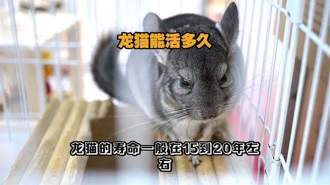 龍貓的壽命一般是幾年