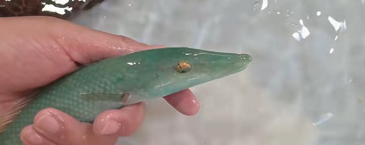 <strong><mark>海南</mark></strong>過江龍魚能吃嗎視頻播放