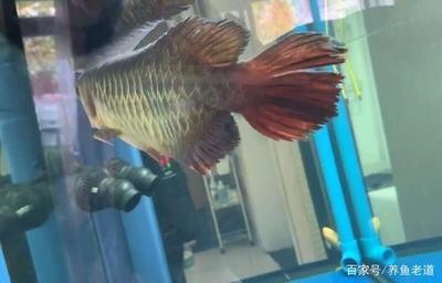 金龍銀龍魚價格及圖片大全（金龍銀龍魚價格及圖片大全及價格）
