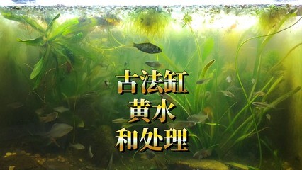 關于銀龍魚的作文(銀龍魚說明文)