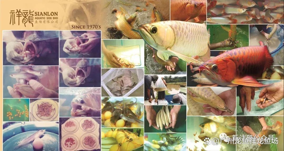 過背龍魚和普通龍魚哪個更值錢？