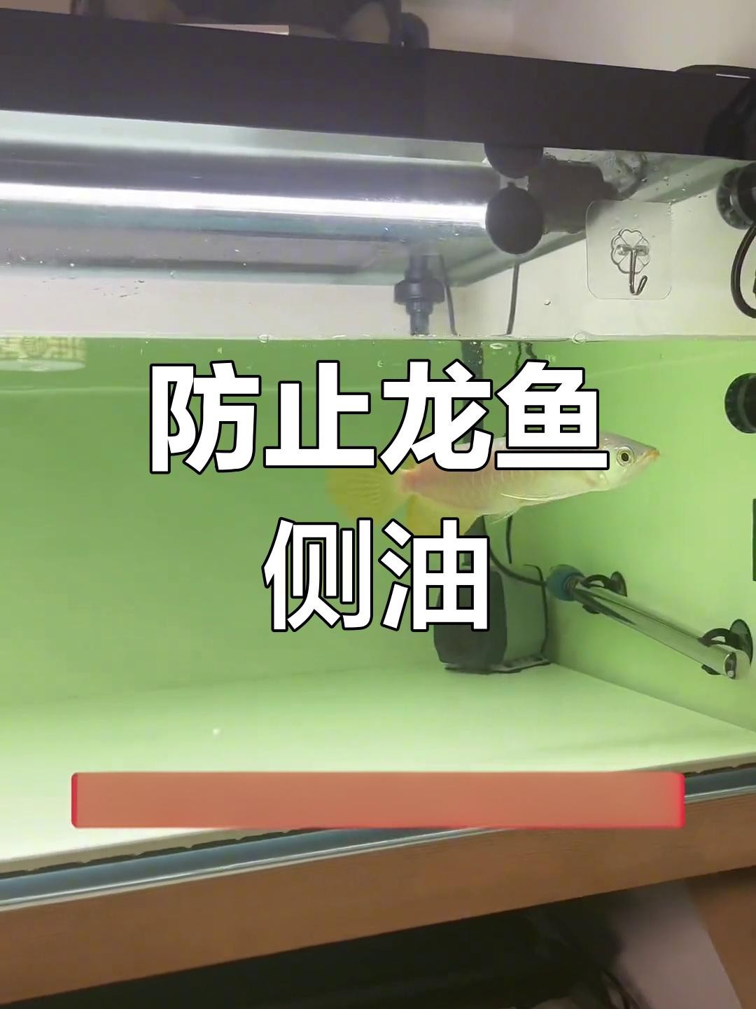 龍魚掉眼問題如何預防？