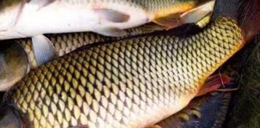 死水塘養(yǎng)魚(yú)最忌三種魚(yú)