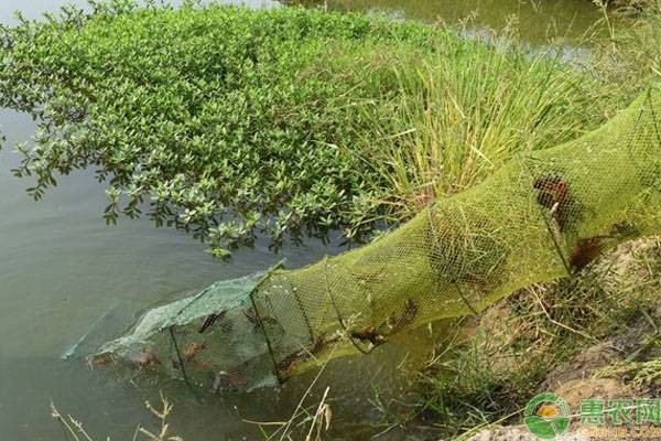 死水塘養(yǎng)魚(yú)最忌三種魚(yú)