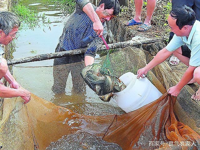 死水塘養(yǎng)魚(yú)最忌三種魚(yú)