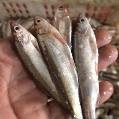 附近收魚電話100米內