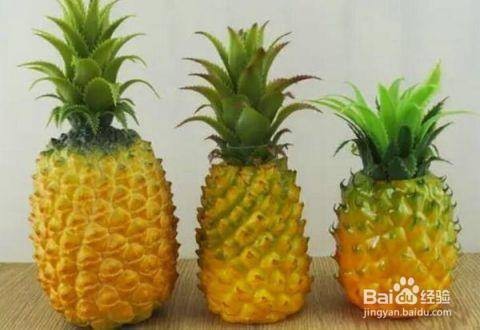 帝王虎斑菠蘿辨別公母