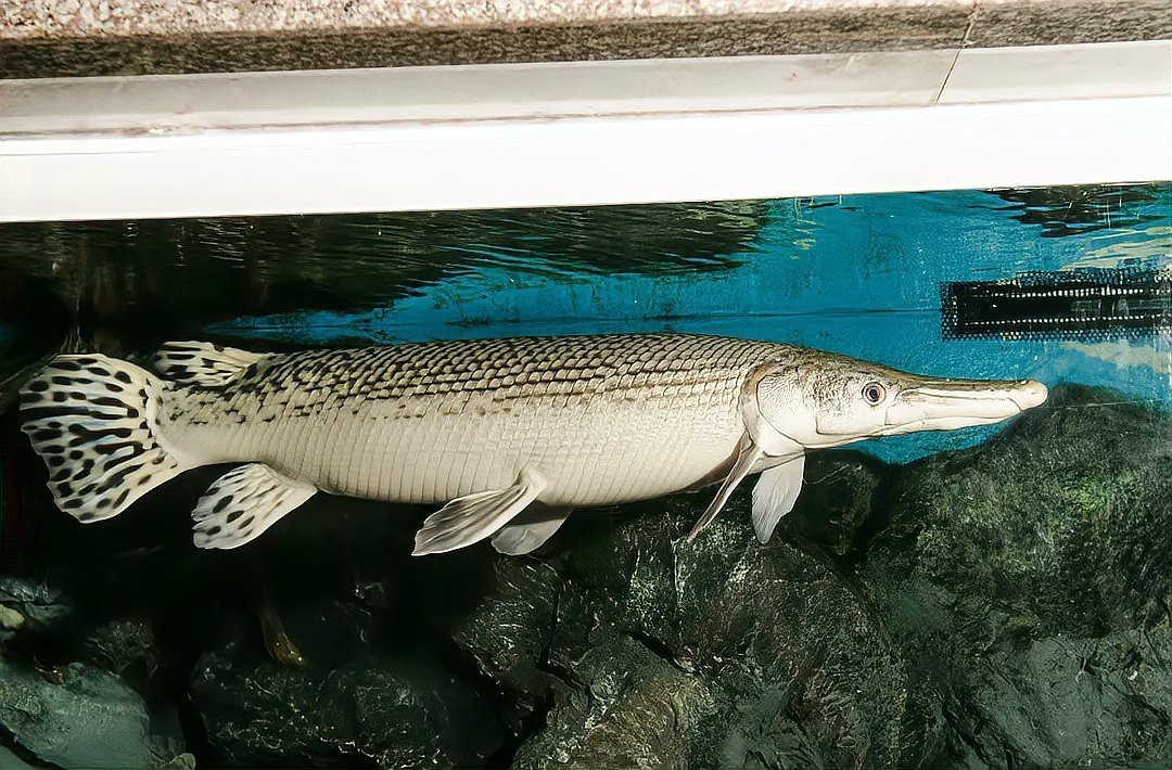 鱷雀鱔變白會自愈嗎