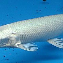 鱷雀鱔變白會自愈嗎