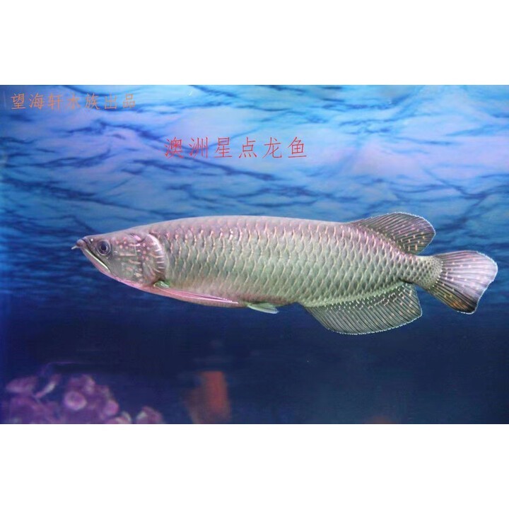 澳洲星點(diǎn)龍魚的市場價格如何