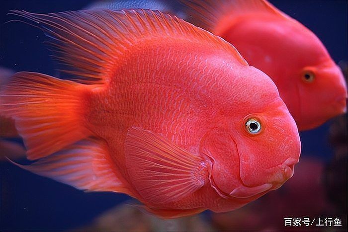 紅財(cái)神魚最忌三種魚