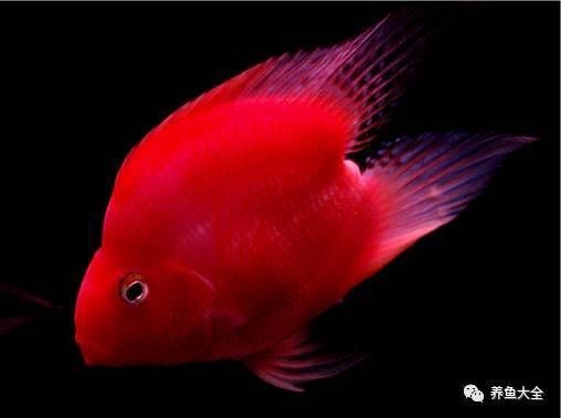 紅財(cái)神魚最忌三種魚