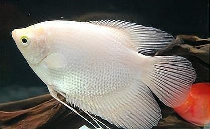 紅財(cái)神魚最忌三種魚