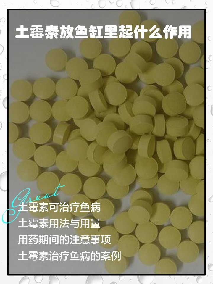 土霉素治療龍魚爛鰭的用量