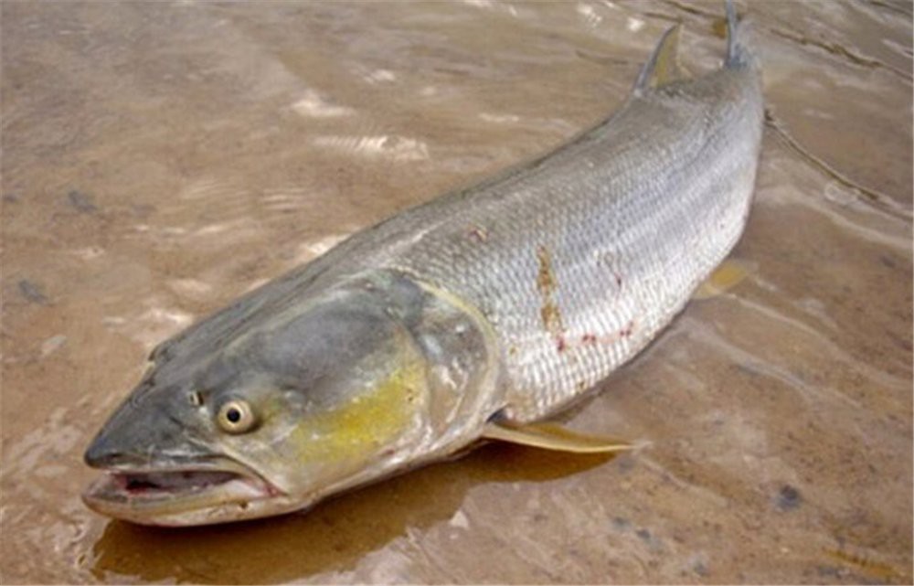 淡水老虎魚是什么魚