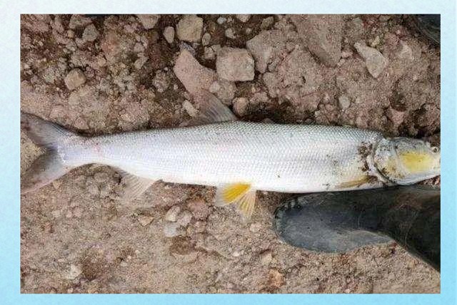 淡水老虎魚是什么魚