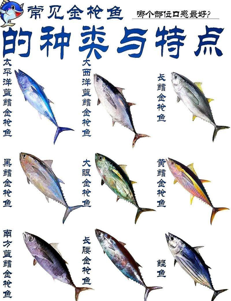 鰹魚和金槍魚的區(qū)別