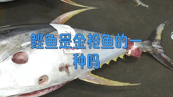 鰹魚和金槍魚的區別