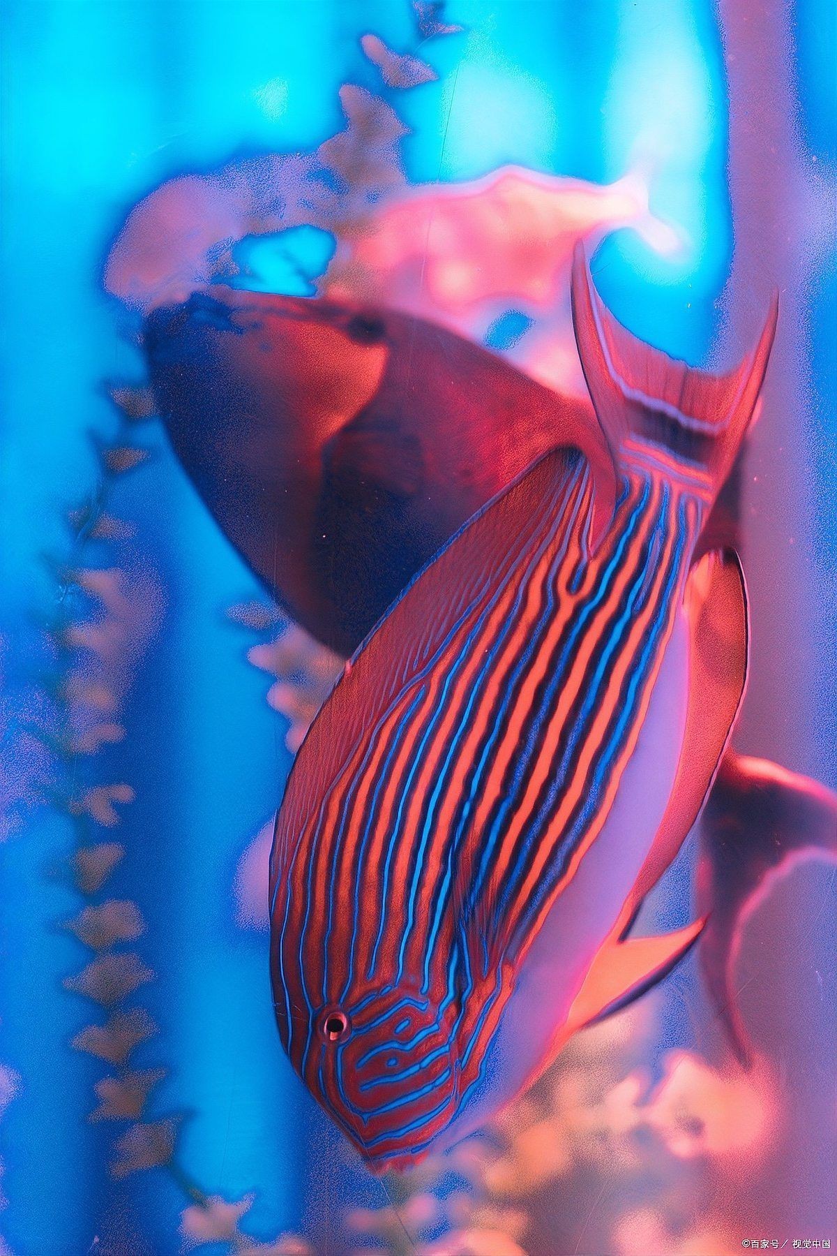 紅財神魚飼料