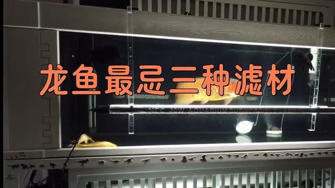 龍魚缸最忌三個東西 龍魚缸最忌三個東西 龍魚論壇 第4張