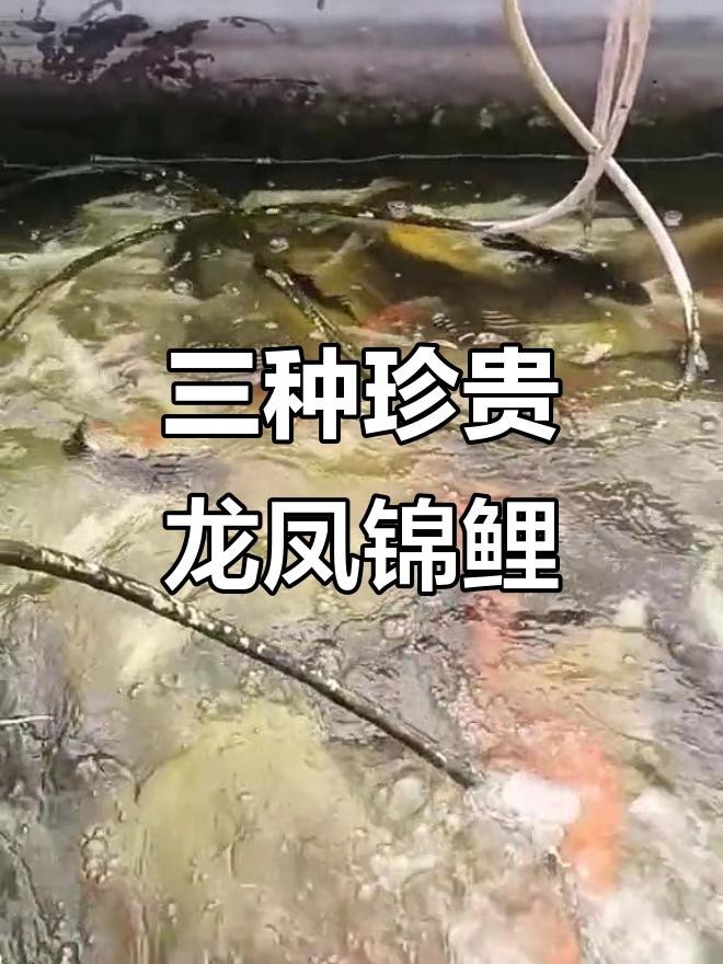 龍鳳魚有哪些稀有品種？ 龍鳳魚有哪些稀有品種？ 龍魚論壇 第1張
