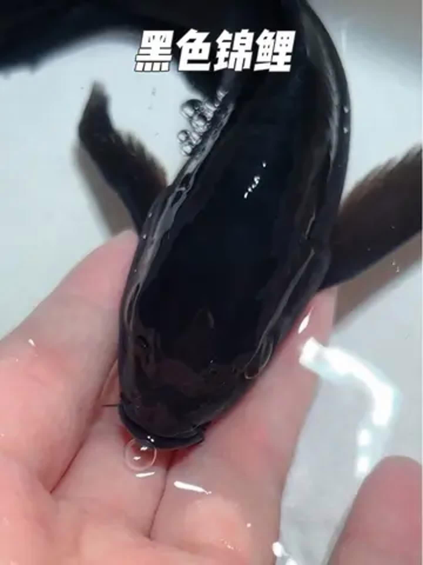 龍鳳魚有哪些稀有品種？ 龍鳳魚有哪些稀有品種？ 龍魚論壇 第2張