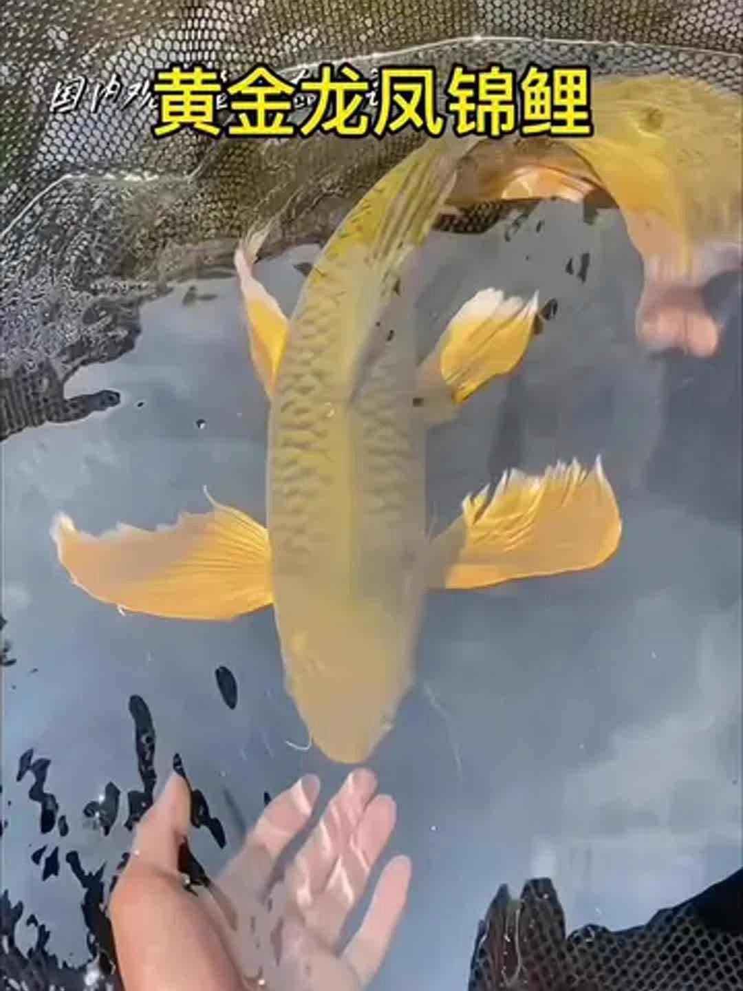 龍鳳魚有哪些稀有品種？ 龍鳳魚有哪些稀有品種？ 龍魚論壇 第4張