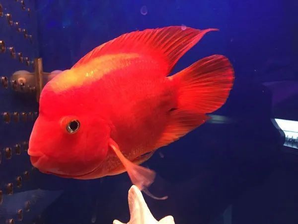 紅老虎魚怎么變紅