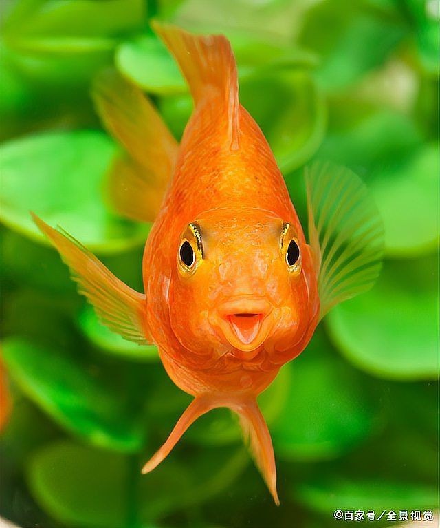 紅老虎魚怎么變紅