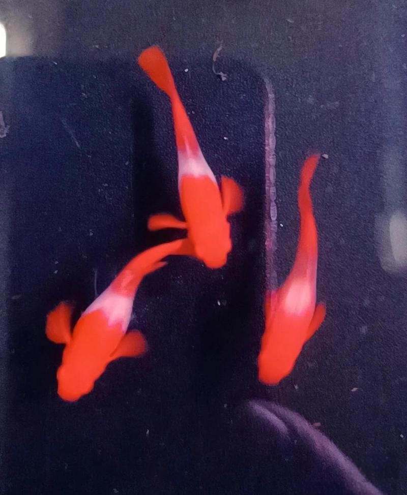 觀賞魚紅運頭魚是不是孔雀魚？