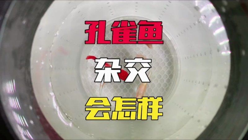 觀賞魚紅運頭魚是不是孔雀魚？