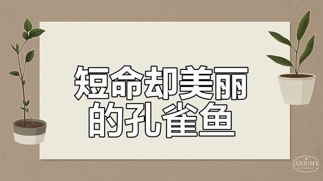 觀賞魚紅運頭魚是不是孔雀魚？