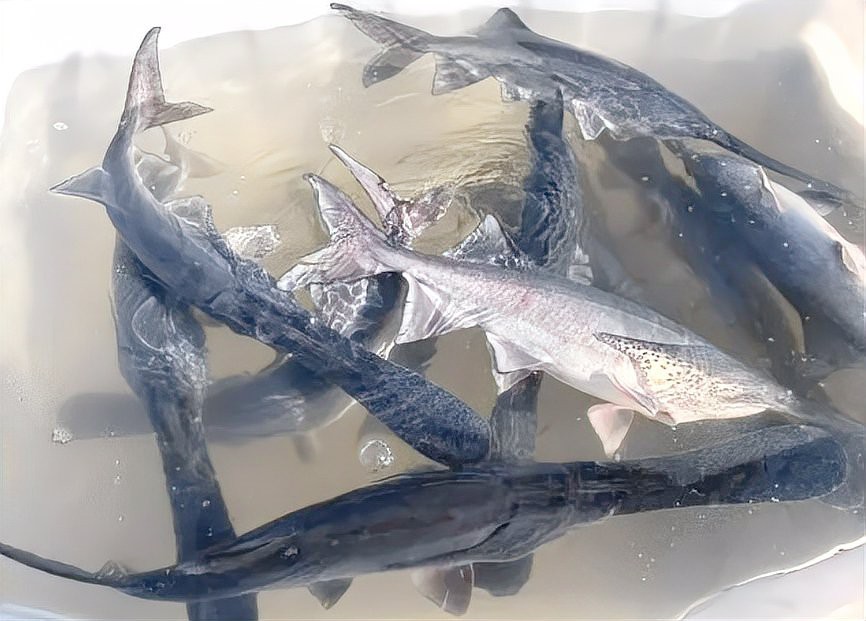 撒旦鴨嘴魚多少錢一條
