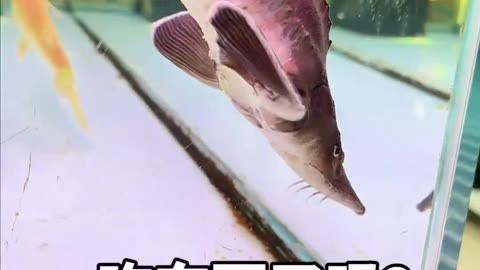 魯偉學長養魚視頻200集