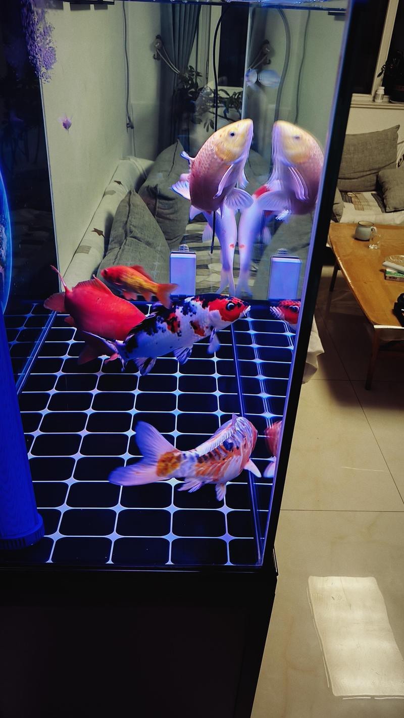龍魚缸多久徹底清洗一次