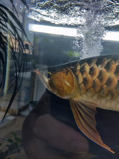 龍魚掉眼手術教程圖片大全 龍魚掉眼手術教程圖片大全 龍魚百科 第12張