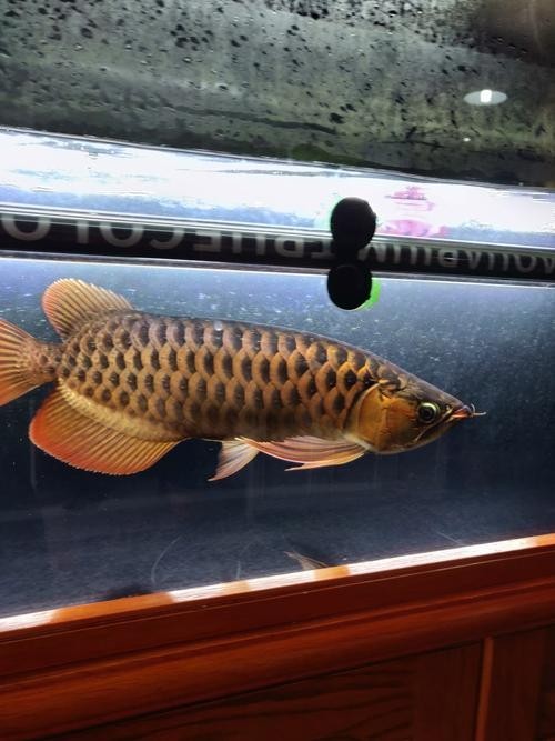 龍魚掉眼手術教程圖片大全 龍魚掉眼手術教程圖片大全 龍魚百科 第19張