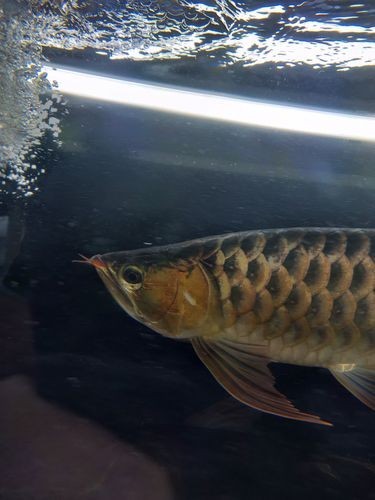 龍魚掉眼手術教程圖片大全 龍魚掉眼手術教程圖片大全 龍魚百科 第15張