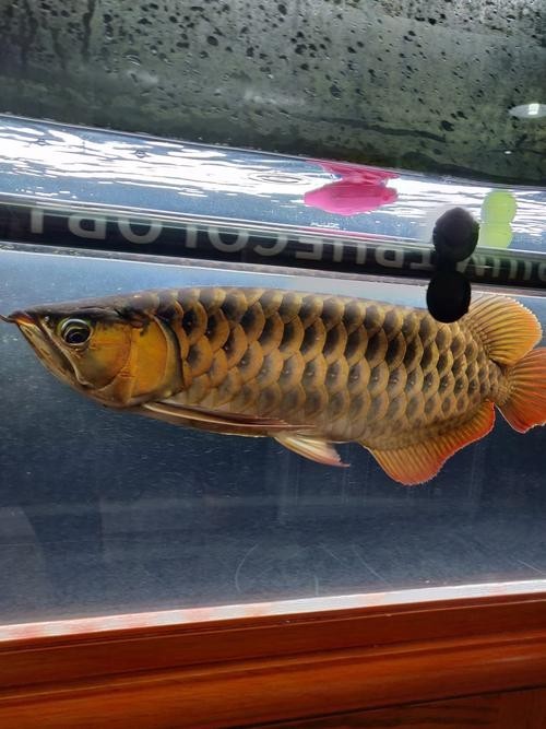 龍魚掉眼手術教程圖片大全 龍魚掉眼手術教程圖片大全 龍魚百科 第20張