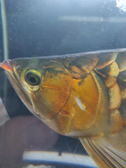 龍魚掉眼手術教程圖片大全 龍魚掉眼手術教程圖片大全 龍魚百科 第8張