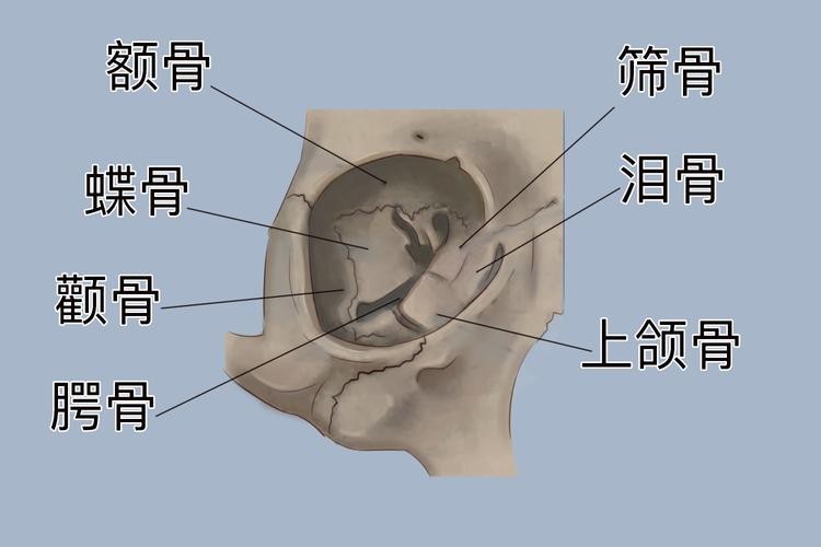 龍魚掉眼手術教程圖片大全 龍魚掉眼手術教程圖片大全 龍魚百科 第49張