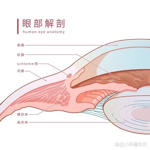 龍魚掉眼手術教程圖片大全 龍魚掉眼手術教程圖片大全 龍魚百科 第43張