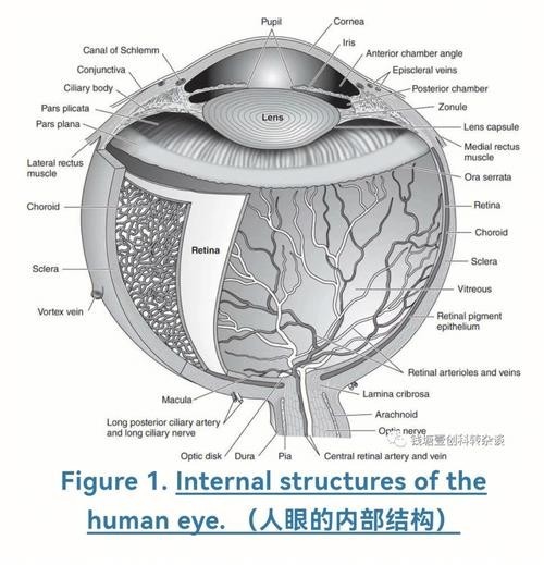 龍魚掉眼手術教程圖片大全 龍魚掉眼手術教程圖片大全 龍魚百科 第47張