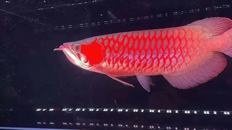 紅龍賽級屬于什么檔次
