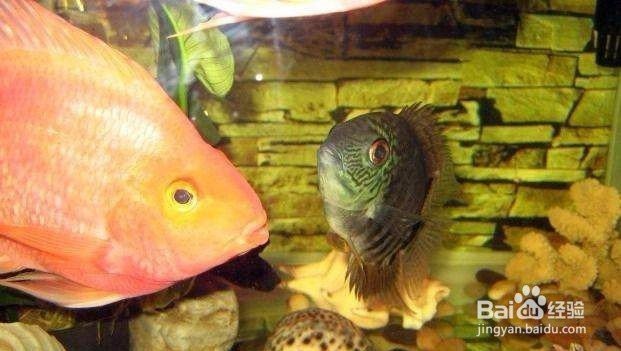 帝王菠蘿魚公母怎么區分